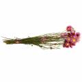 Floristik24 Flor de palha em um ramo Flores secas rosa 25g