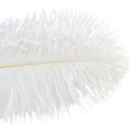 Floristik24 Penas de avestruz decoração exótica penas brancas 32-35cm 4 unidades