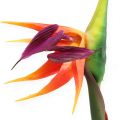 Floristik24 Strelitzia ave do paraíso flor 62cm