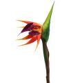 Floristik24 Strelitzia ave do paraíso flor 62cm