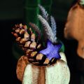 Cones Strobus 10-15cm pintados 100 peças | Floristik24.pt