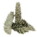 Floristik24 Cones Strobus como decoração natural 15 cm - 20 cm verde 50 unidades