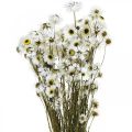 Floristik24 Acroclinium Branco, Plantas Secas, Helichrysum, Flores Secas L20–40cm 25g