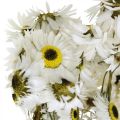 Floristik24 Acroclinium Branco, Plantas Secas, Helichrysum, Flores Secas L20–40cm 25g