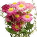 Rhodanthe rosa-rosa, flores de seda, planta artificial, buquê de flores de palha L46cm