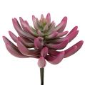 Floristik24 Planta suculenta 15cm roxa