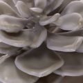 Conjunto de 6 flores artificiais de cera suculentas para decoração, 10 cm. | Floristik24.pt