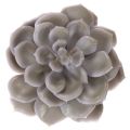 Conjunto de 6 flores
