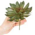 Suculenta artificial como planta decorativa, verde, 18 cm, 3 peças | Floristik24.pt