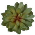 Suculenta artificial como planta decorativa, verde, 18 cm, 3 peças | Floristik24.pt