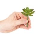 Planta suculenta verde artificial como decoração para arranjos criativos. | Floristik24.pt