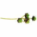Floristik24 Picareta suculenta verde / marrom 35,5 cm