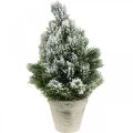 Floristik24 Mini árvore de Natal em vaso nevado artificialmente Ø18cm H32cm