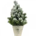Floristik24 Mini árvore de Natal em vaso nevado artificialmente Ø18cm H32cm