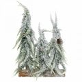 Floristik24 Abetos com neve, decoração do Advento, floresta de inverno L16,5cm A28cm