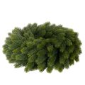 Coroa de ramos de pinheiro artificiais, verde, redonda, 50 cm | Floristik24.pt