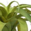 Floristik24 Tillandsia artificial para colar planta artificial verde claro 30cm