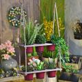 Floristik24 Suporte para vaso de flores pendurado cesta rústica 50,5 × 20 × 100 cm