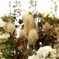 Floristik24 Buquê de flores secas com gramíneas brancas, verdes, marrons 125g flores secas