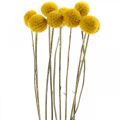 Floristik24 Craspedia Flores Secas Baquetas Amarelas 70cm 10uns