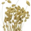 Floristik24 Flor seca Phalaris, cacho de grama decorativa, florística seca, boho nature, branqueada L55cm 100g