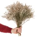 Ramo de lavanda-da-praia seca, Statice natural, 1kg | Floristik24.pt
