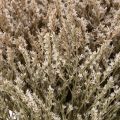 Ramo de lavanda-da-praia seca, Statice natural, 1kg | Floristik24.pt