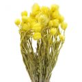 Floristik24 Flores secas flores de tampa flores de palha amarelas Alt.42cm