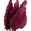 Floristik24 Decoração de flores secas, palma lança vinho tinto seco 37 cm 4 unidades