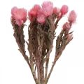 Floristik24 Flores secas Flores de chapéu Flores de palha rosa Flores secas H30cm