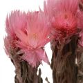 Floristik24 Flores secas Flores de chapéu Flores de palha rosa Flores secas H30cm