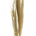 Floristik24 Floricultura seca Grão Molho de espigas de milho secas 45cm