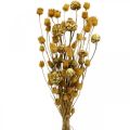 Floristik24 Buquê de flores secas alcachofra morango cardo natural 40–55cm 100g
