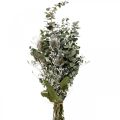 Floristik24 Bouquet de flores secas eucalipto buquê de cardos 45-55cm 100g