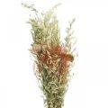 Floristik24 Bouquet de flores secas cereais e papoilas decoração seca 60cm 100g