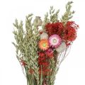 Floristik24 Ramo de flores secas Ramo de flores do prado Vermelho A50cm 150g