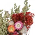 Floristik24 Ramo de flores secas Ramo de flores do prado Vermelho A50cm 150g