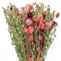 Floristik24 Buquê de flores secas flores de palha cápsula de papoula Phalaris junça 55cm