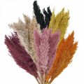 Floristik24 Junco de grama seca seca em várias cores 70 cm 10 unidades