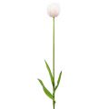 Floristik24 Tulipa branco-rosa 86cm 3pcs