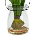 Floristik24 Tulipa branca em vidro Alt.21cm 1p