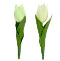 Floristik24 Decoração de primavera, tulipas artificiais, flores de seda, tulipas decorativas verde/creme 12 peças