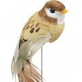 Floristik24 Decoração de primavera, mini pássaros, pássaros decorativos em fio marrom, bege H2.5cm 24pcs
