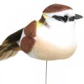Floristik24 Decoração primaveril, pássaros num arame, pássaro artificial castanho, branco A3cm 12uds