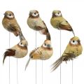 Floristik24 Primavera, pássaro no fio, pássaros decorativos cores naturais H7.5cm 12pcs