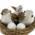 Floristik24 Ninho de pássaro com ovos e pássaros 6pcs