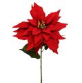 Floristik24 Poinsettia red 57cm 1p