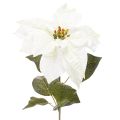 Floristik24 Poinsétia artificial branca, galho grande florido para decoração, 65 cm, 2 peças