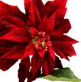 Floristik24 Estrela de natal vermelha 70 cm