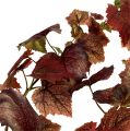 Floristik24 Guirlanda de Vinha Vermelho Escuro 190cm
